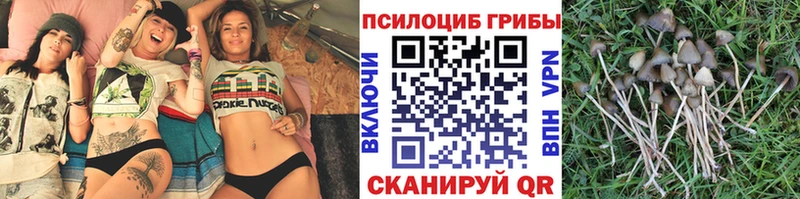 Купить  Волхов  Галлюциногенные грибы GOLDEN TEACHER 